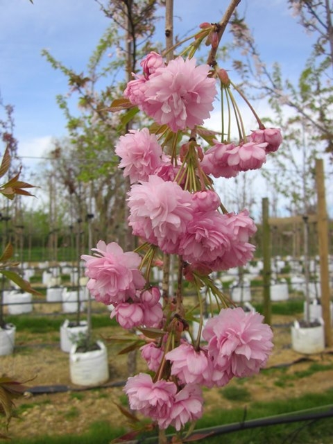 The pink flowers of Prunus Cheals Weeping