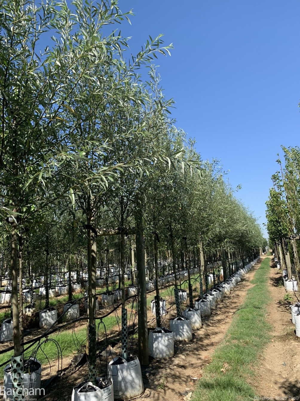 Salix alba