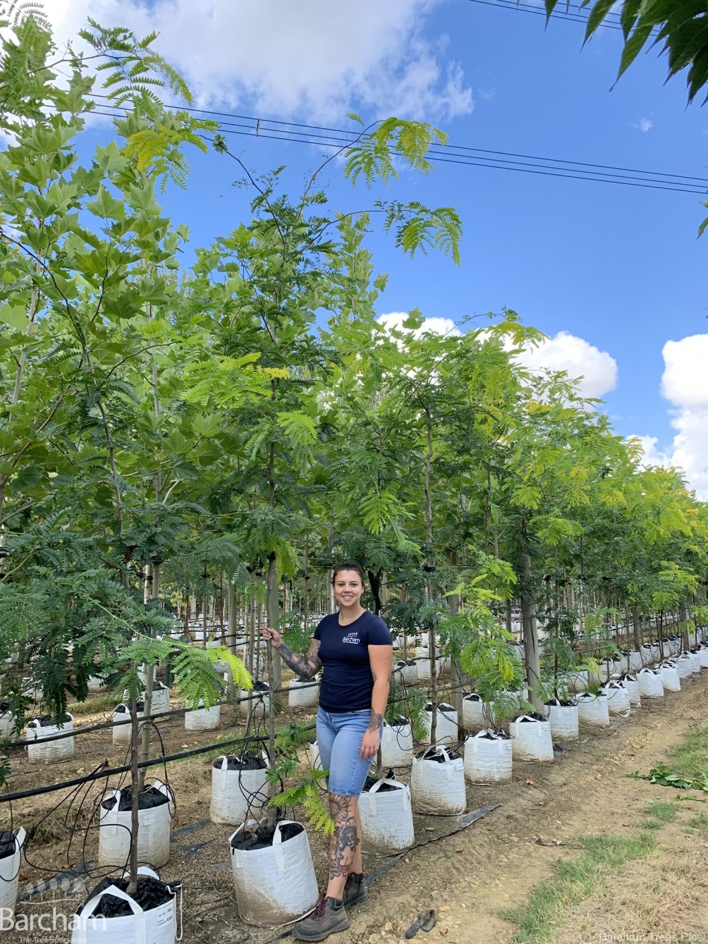 Gleditsia triacanthos Sunburst