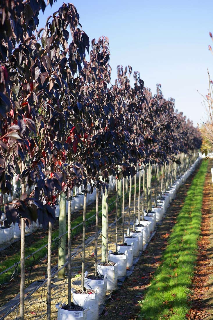 Prunus Royal Burgundy on the barcham trees nursery