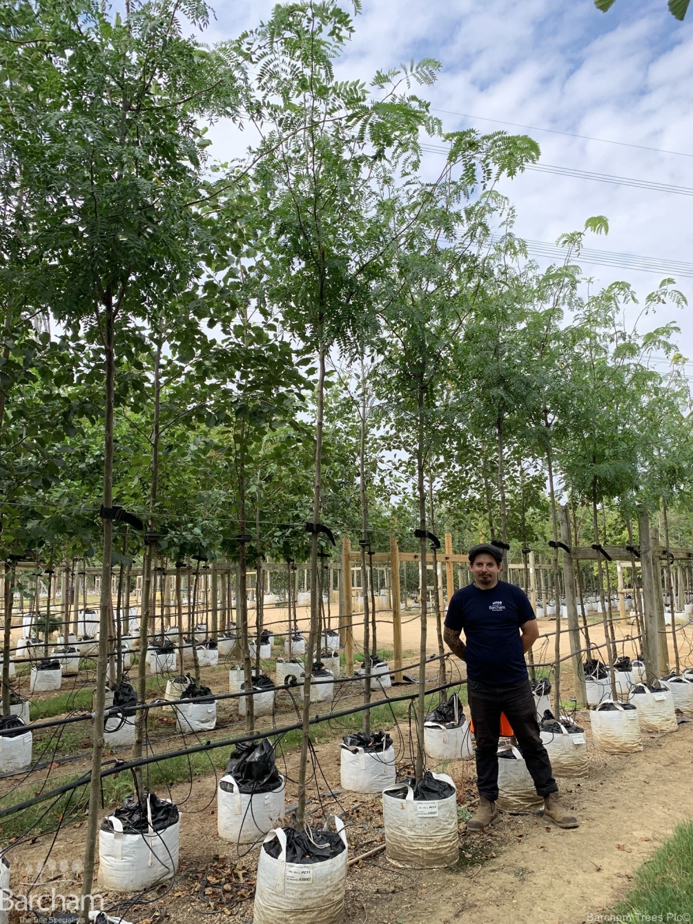 Gleditsia triacanthos Skyline