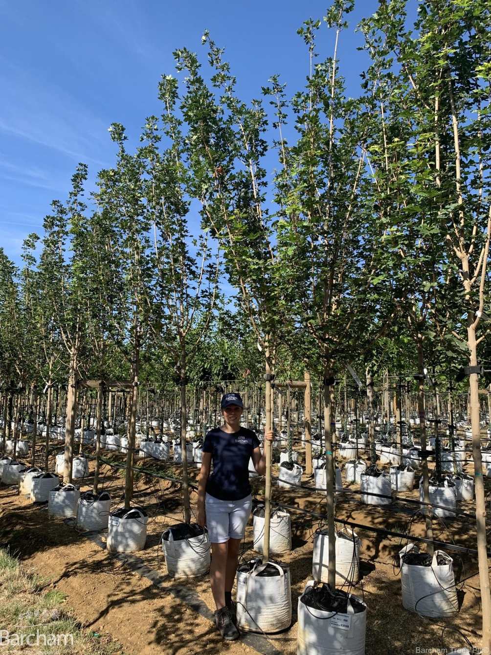 Acer campestre Elegant
