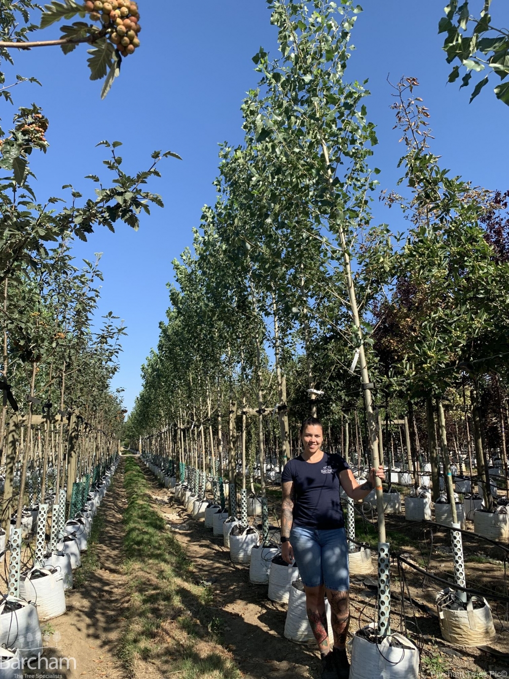 Populus nigra Italica