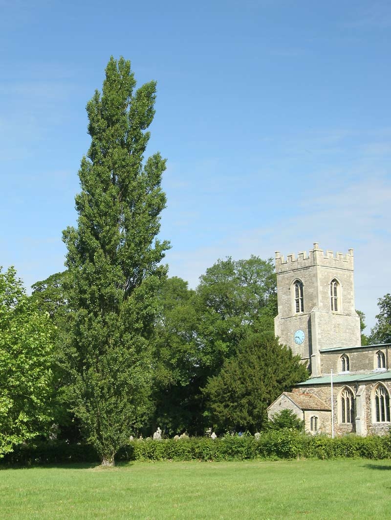 Mature Populus nigra Italica