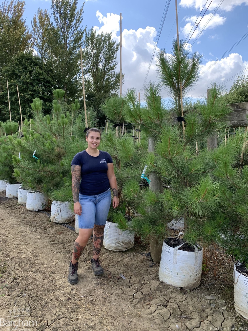 Pinus maritima