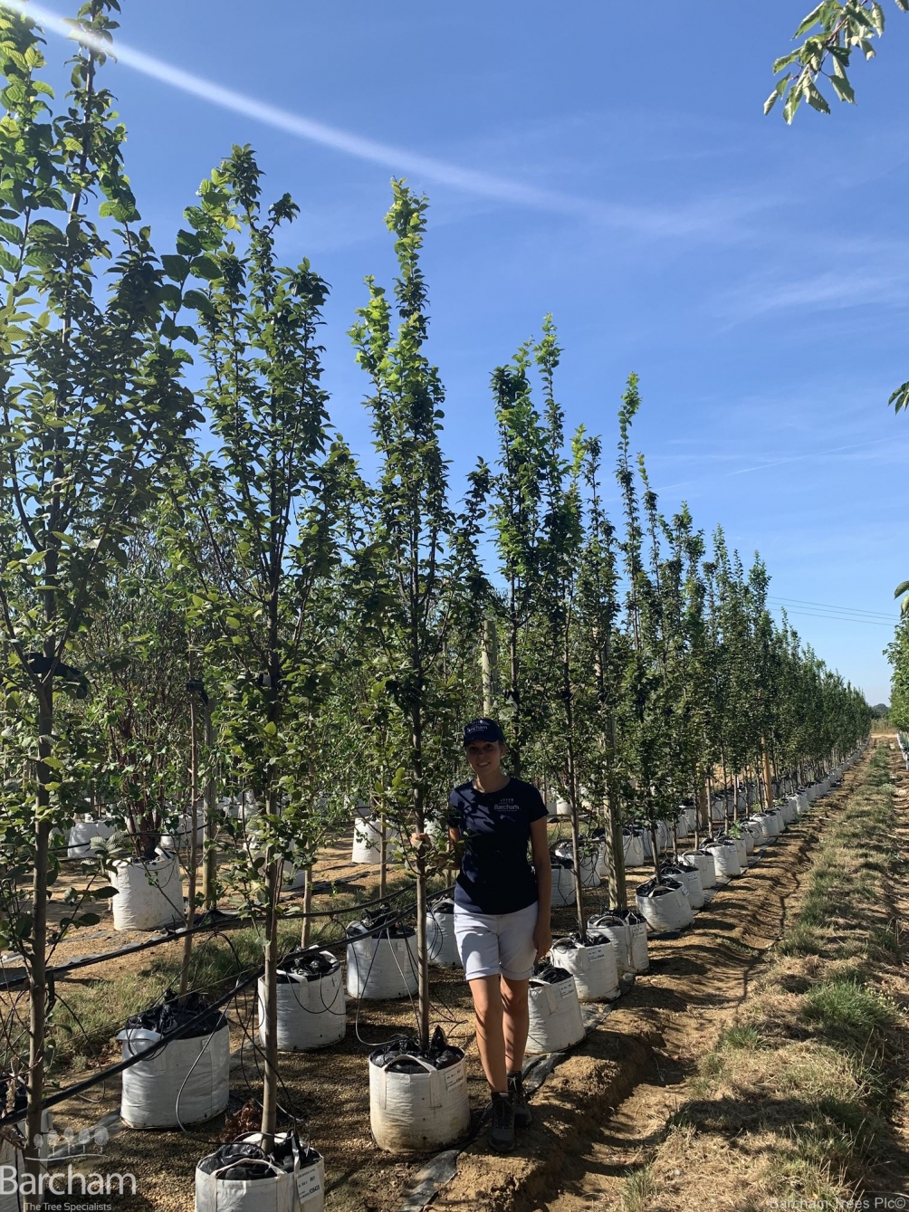 Carpinus betulus Lucas