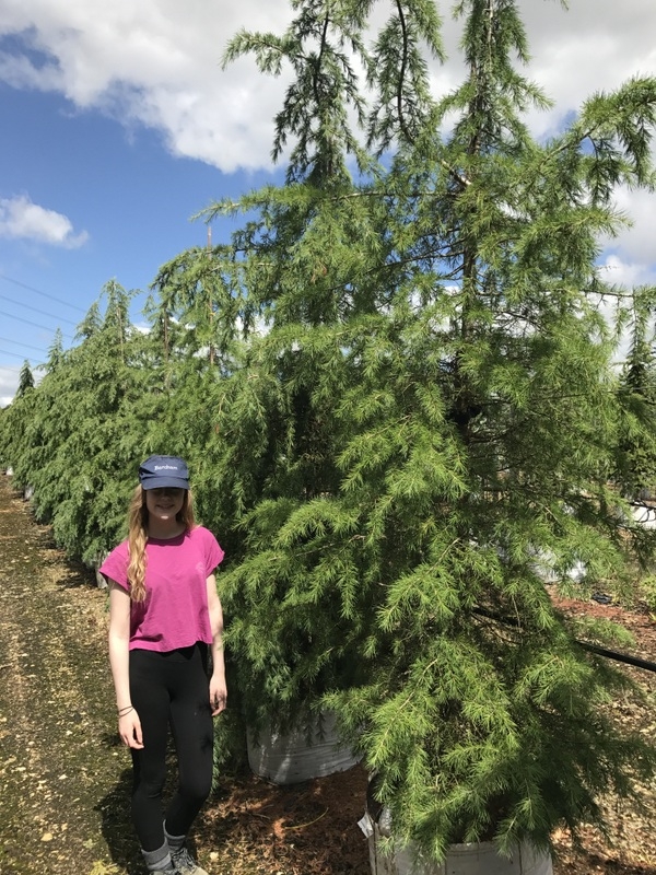 Cedrus deodara at barcham trees