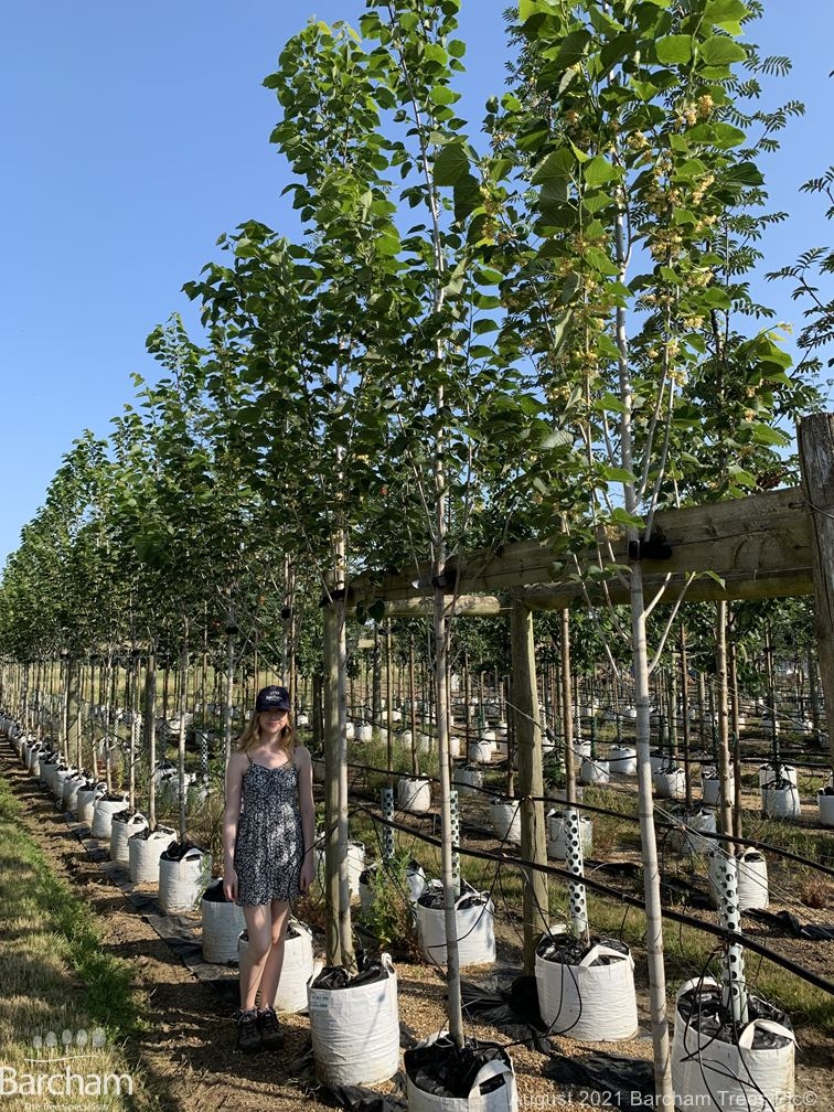 Tilia americana American Sentry