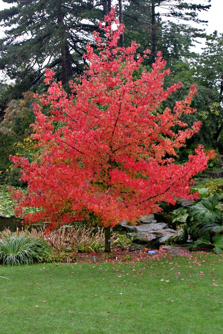 Liquidambar styraciflua Lane Roberts in a parkland environment