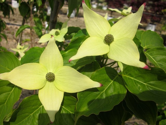 The creamy white flowers of Cornus kousa Milky Way