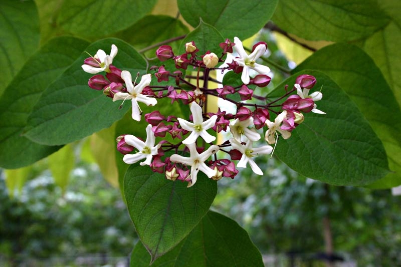 the small delicate flower of  Clerodendrum trichotomum