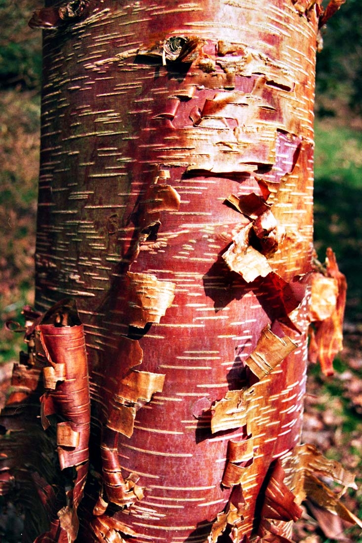 the peeling bark of Betula papyrifera