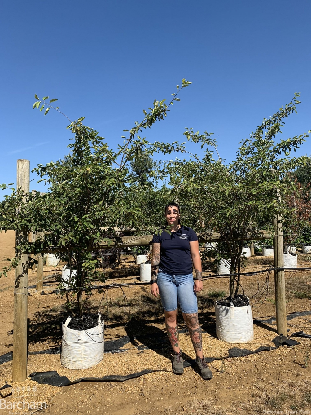 Amelanchier lamarckii multi-stem