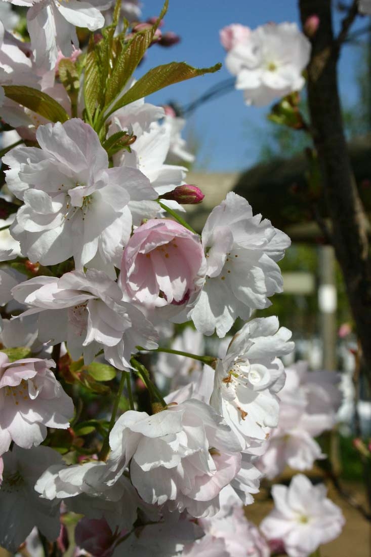 the flower of Prunus Amanogawa
