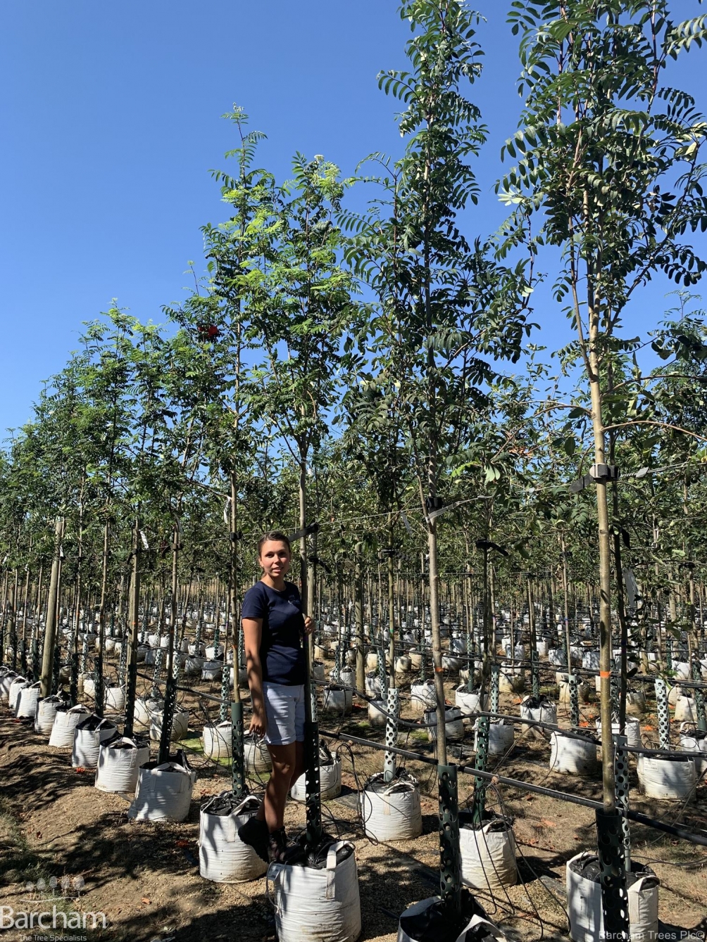 Sorbus aucuparia Edulis