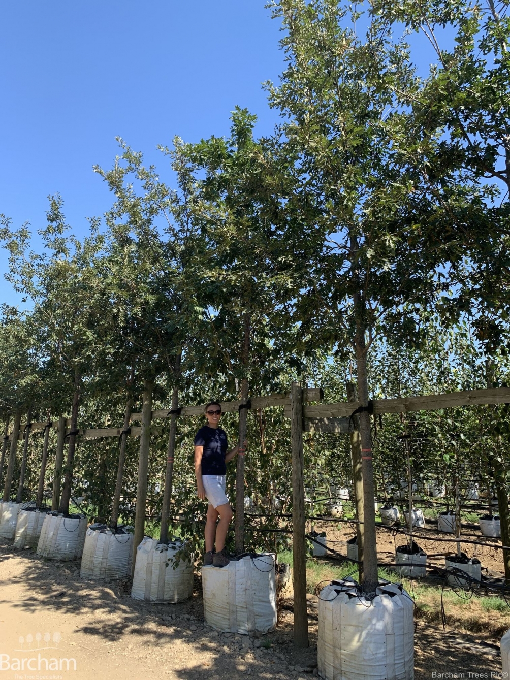 Quercus cerris