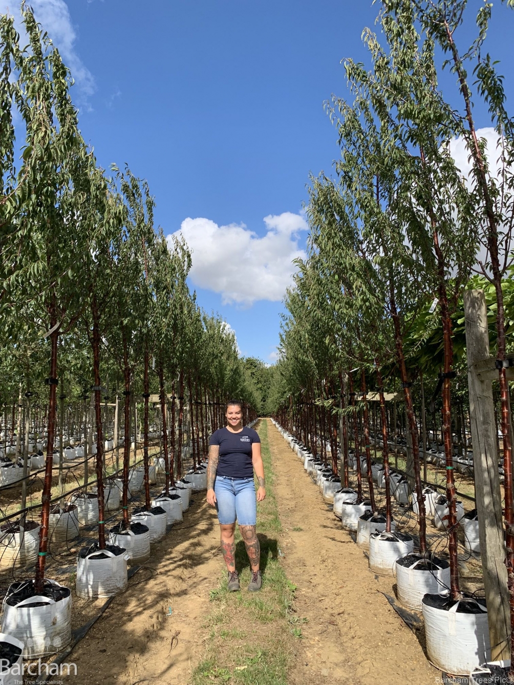 Prunus serrula Tibetica