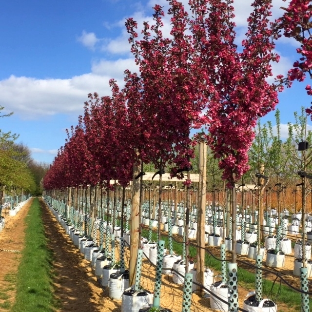 Malus Royalty in flower at barcham trees