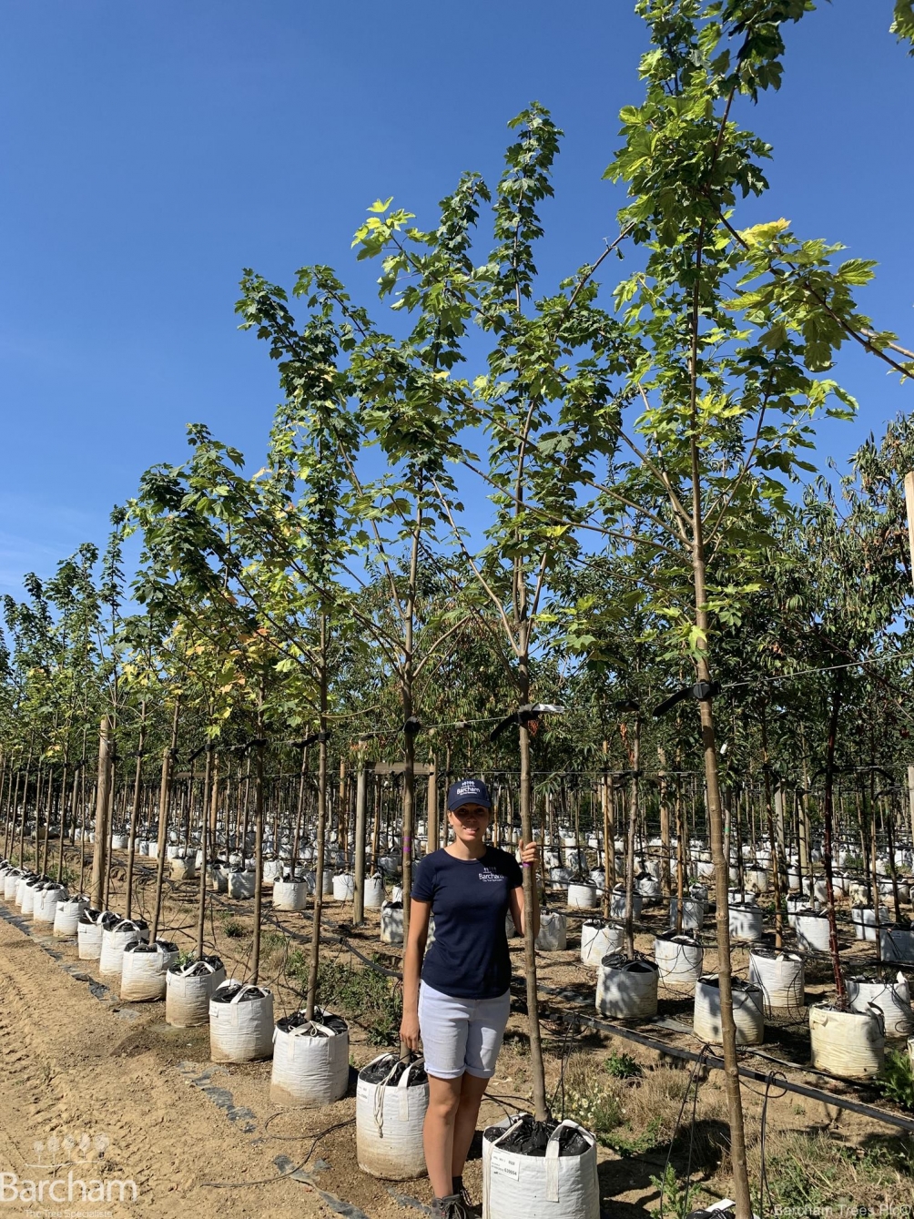 Acer pseudoplatanus Leopoldii