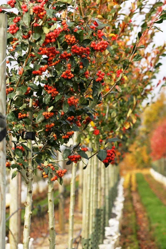 Crataegus x lavalleei Carrierei