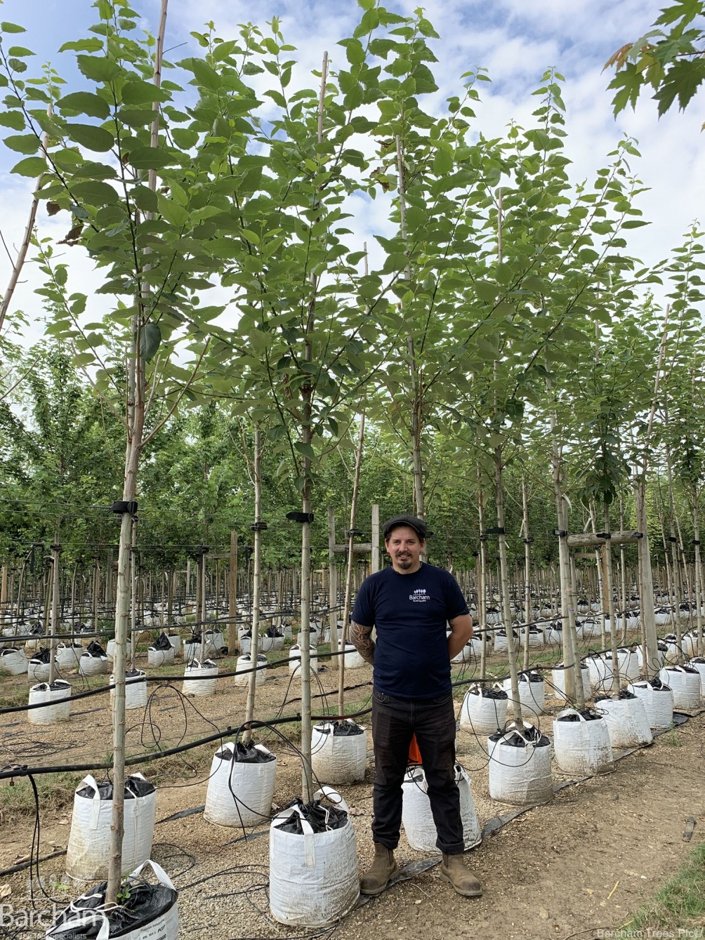 Populus balsamifera