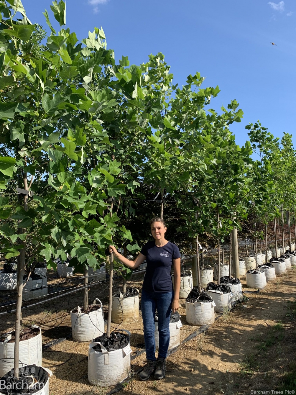 Liriodendron tulipifera
