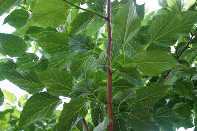 the foliage of Morus alba