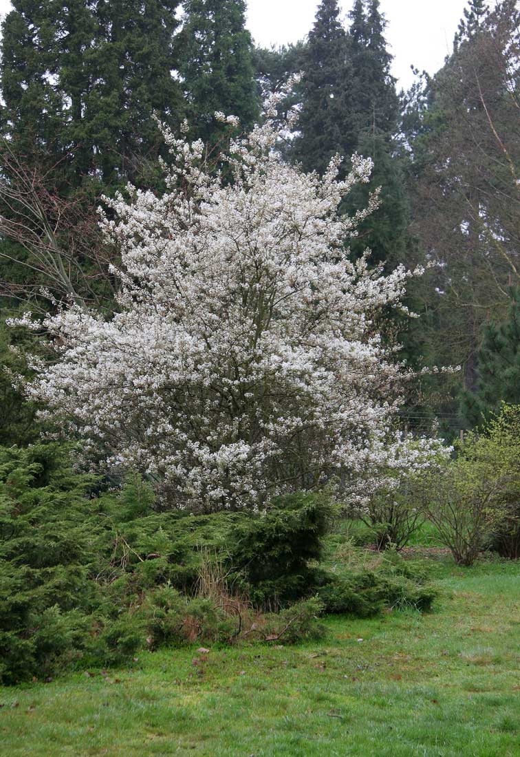 The profuse white flowers of  Amelanchier Ballerina