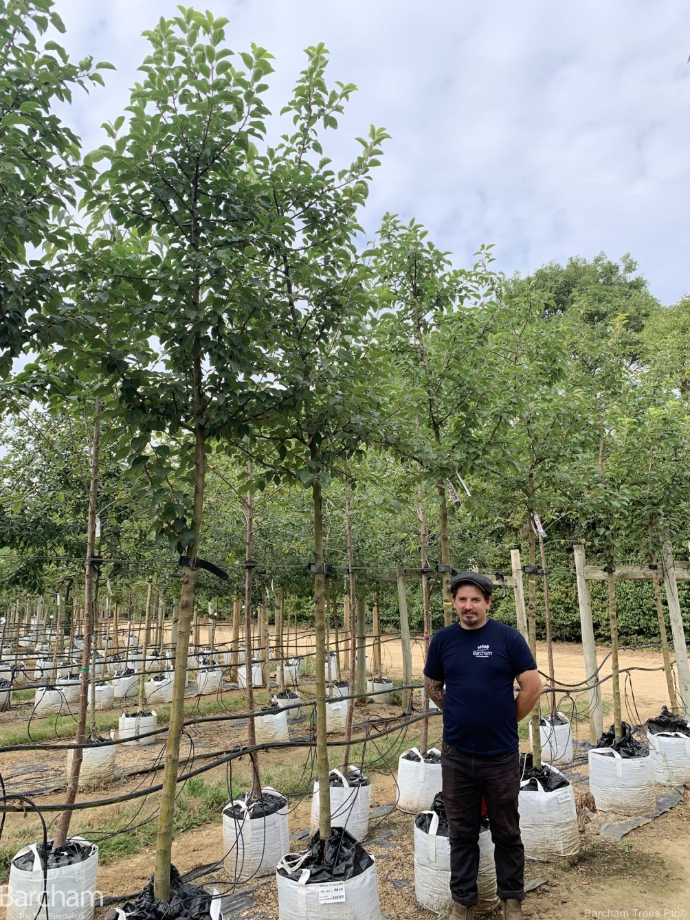 Malus Evereste