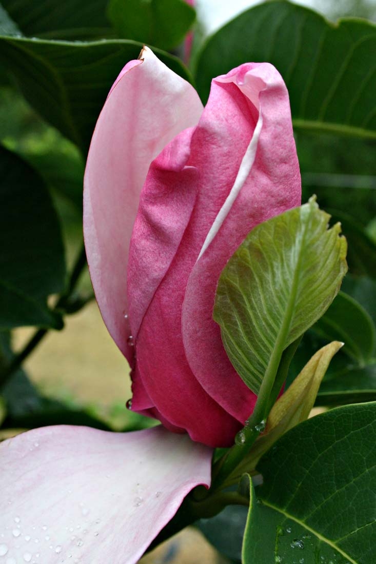 the beautiful pink flower of Magnolia Galaxy