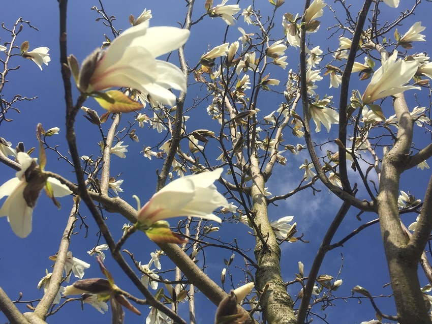 the white flowers of Magnolia kobus