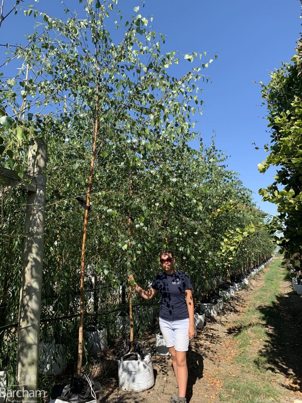 Betula pendula