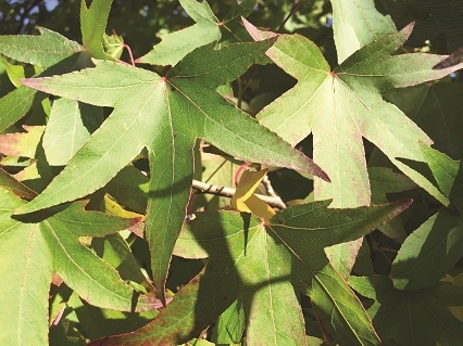 the leaves of Liquidambar styraciflua Slender Silhouette