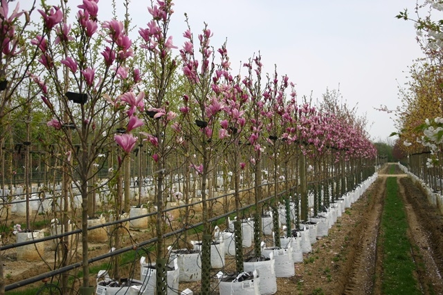 Magnolia Susan in flower