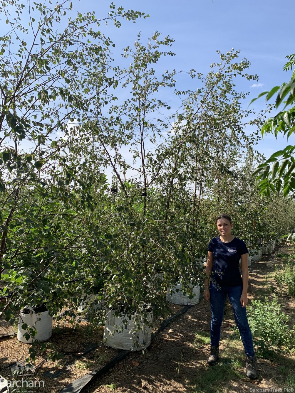 Betula pubescens multi-stem