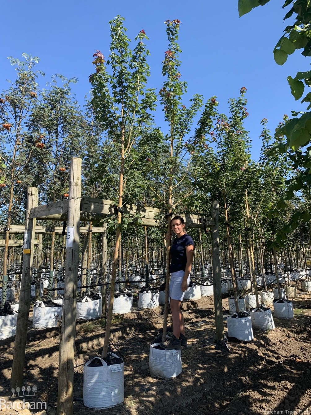 Acer cappadocicum Rubrum
