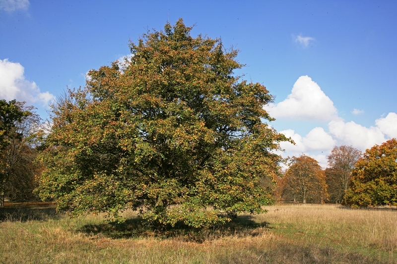 mature  Acer pseudoplatanus