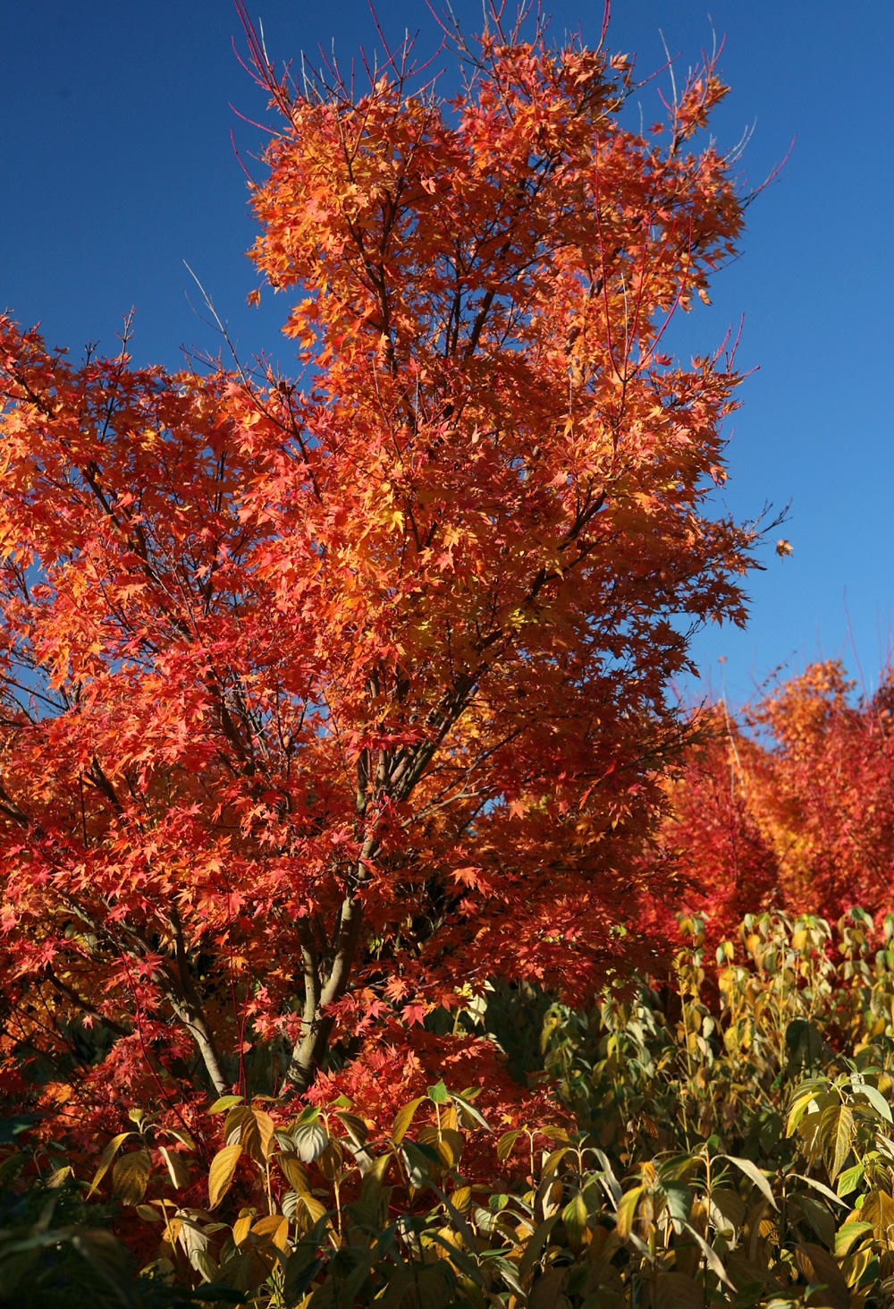 Acer palmatum Osakazuki multi-stem in autumn foliage