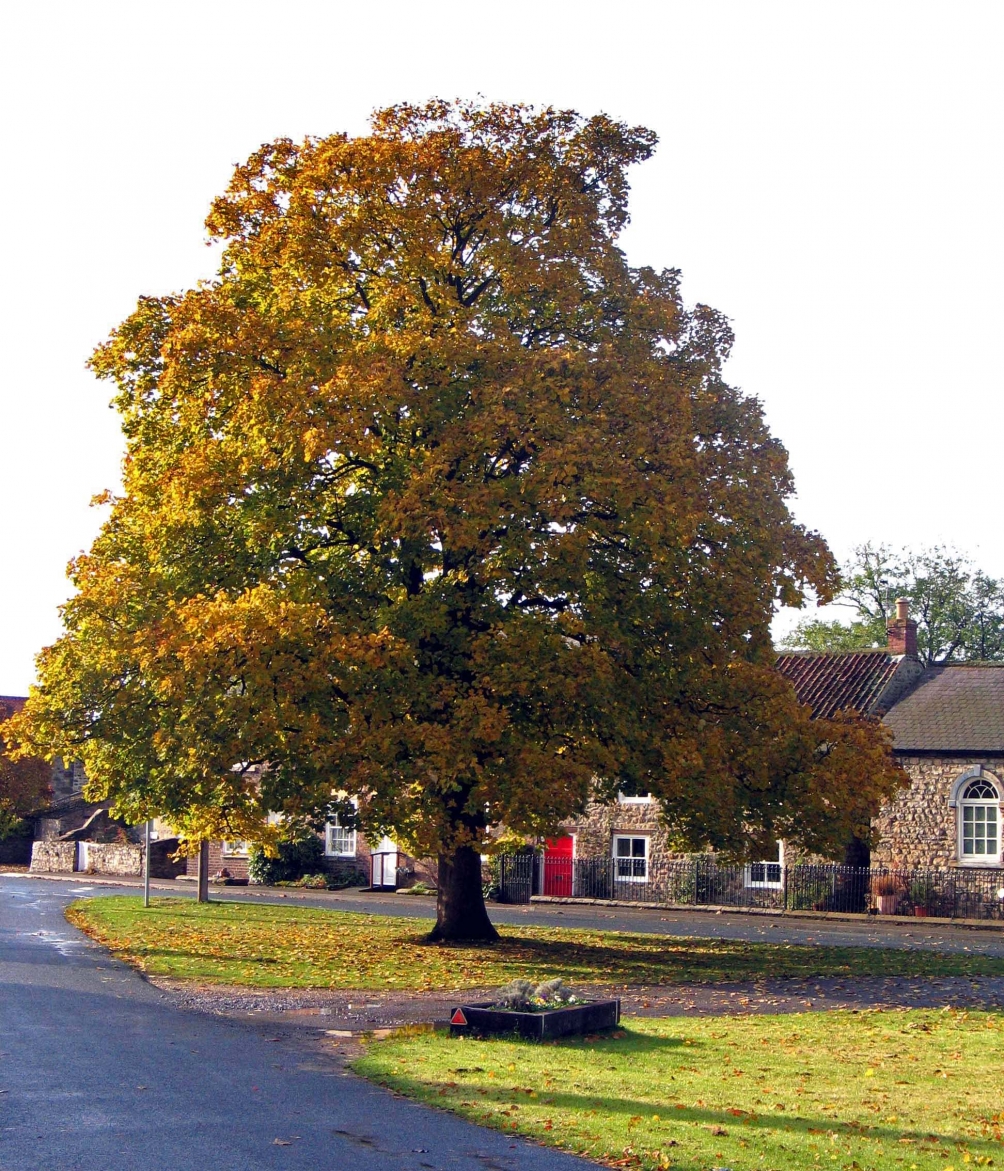 Acer pseudoplatanus Negenia on a village green