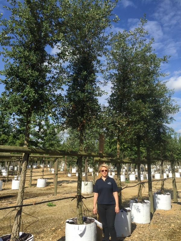 Quercus Suber in summer months at barcham trees