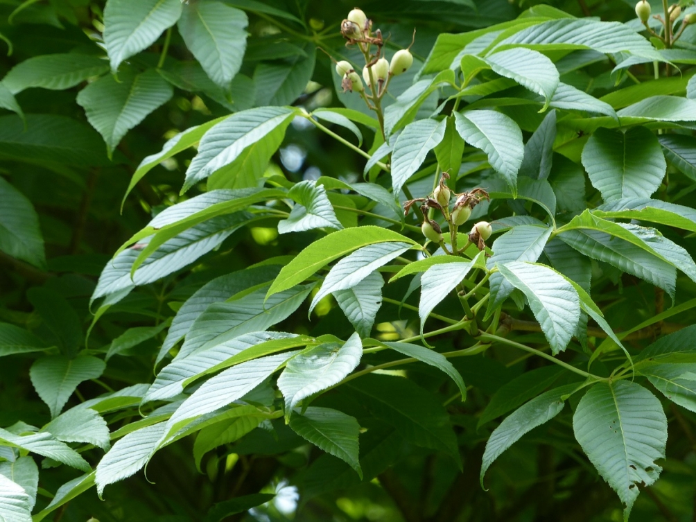 leaves and young fruit of Aesculus flava