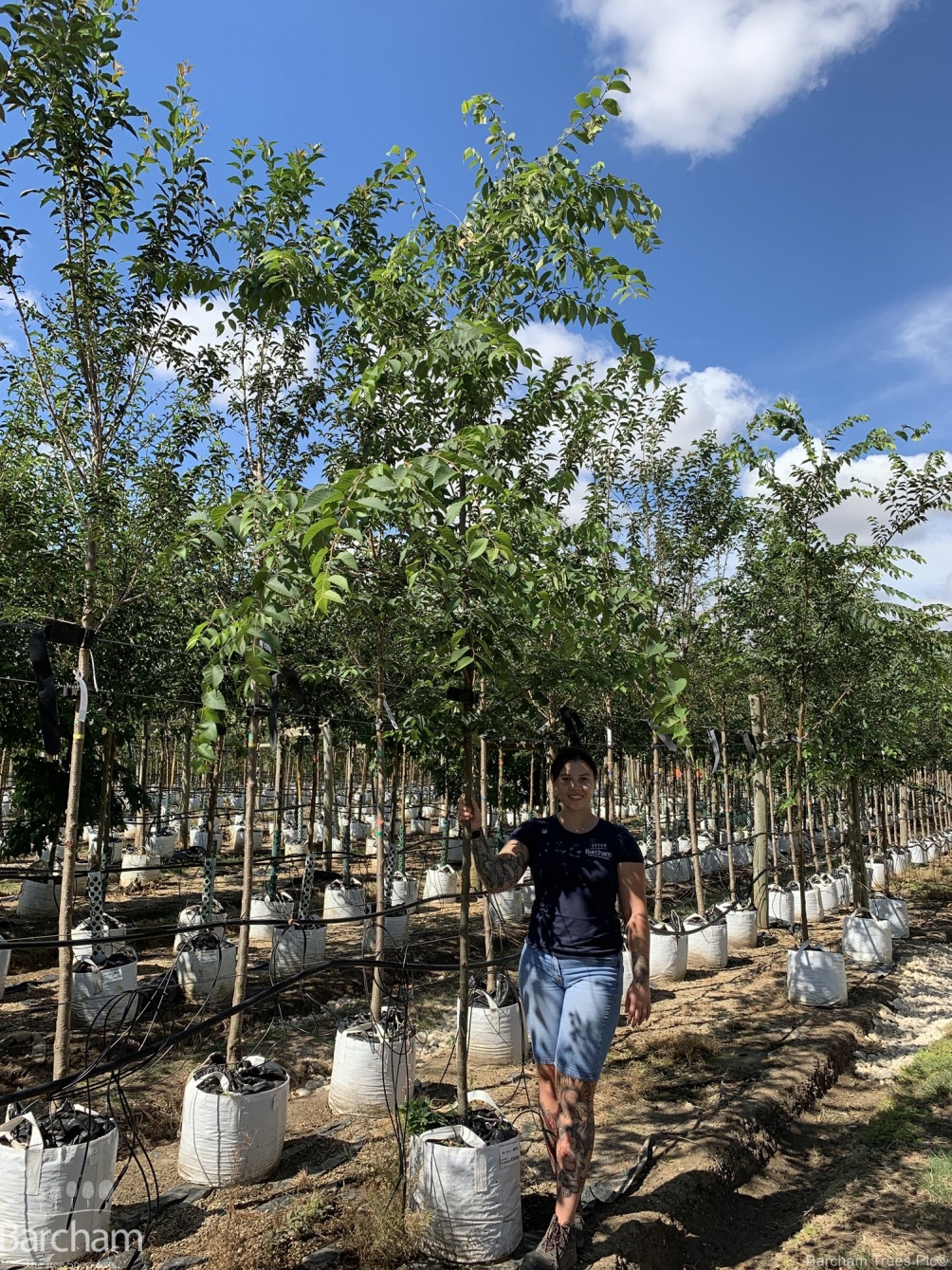 Zelkova serrata Green Vase