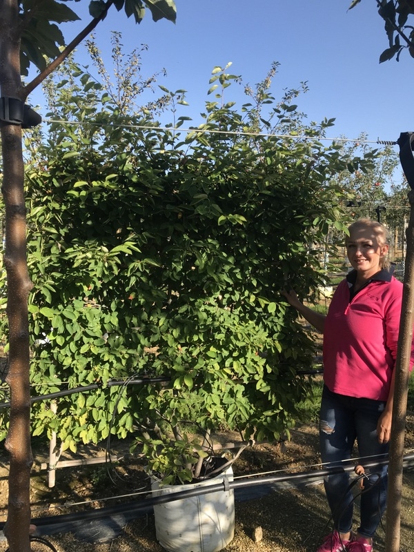 Amelanchier lamarckii multi stem pleached