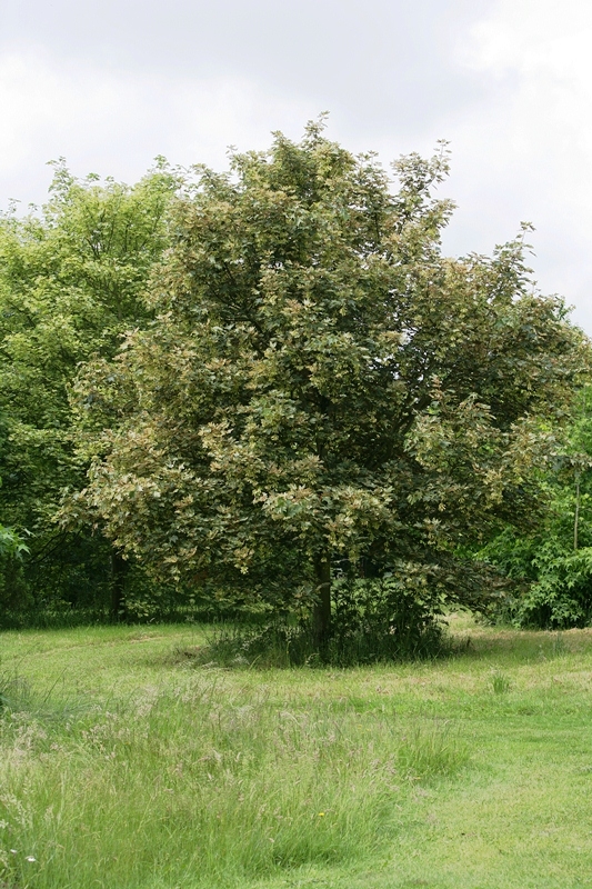 Mature Acer pseudoplatanus Leopoldii