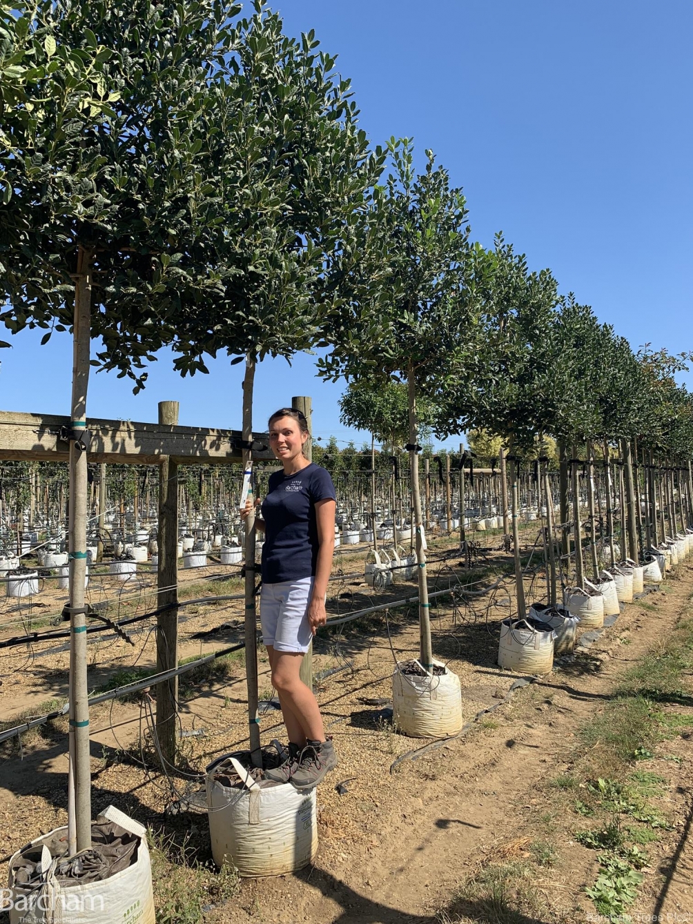 Ilex aquifolium Nellie Stevens