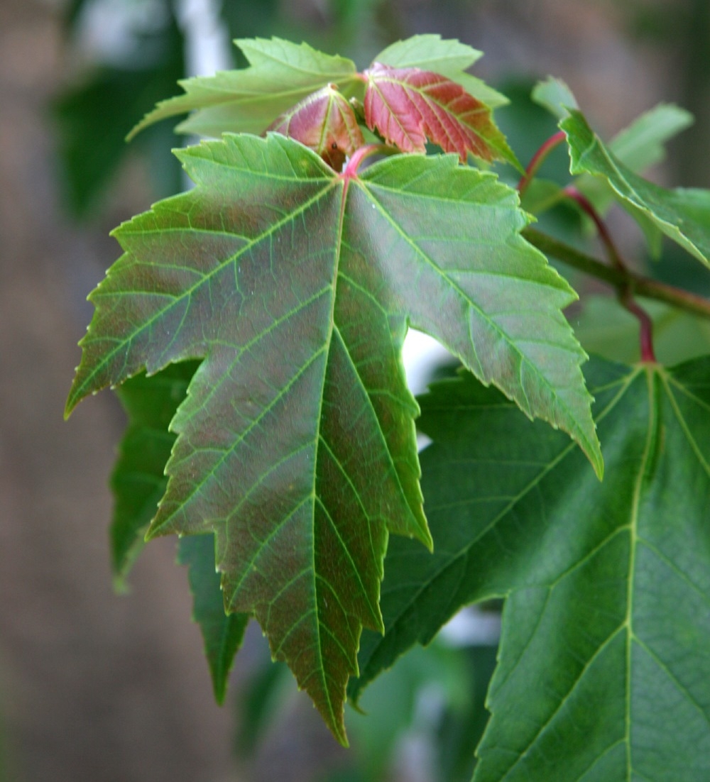 The leaf of  Acer x freemanii Armstrong