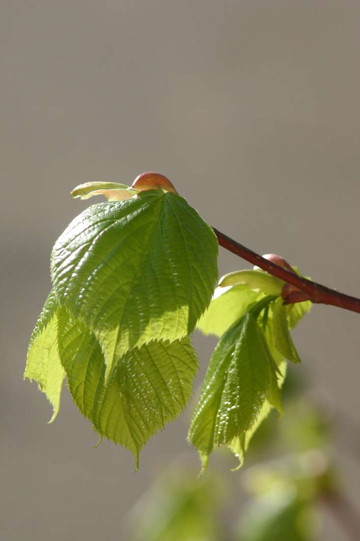 The foliage of Tilia americana Redmond in detail