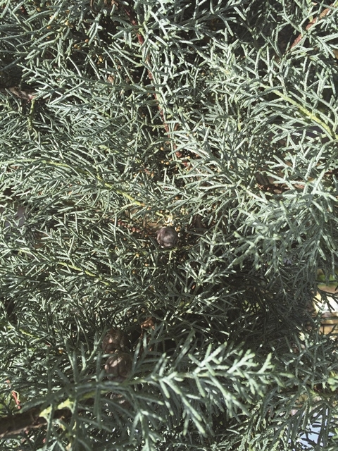 foliage and cones of Cupressus arizonica Glauca
