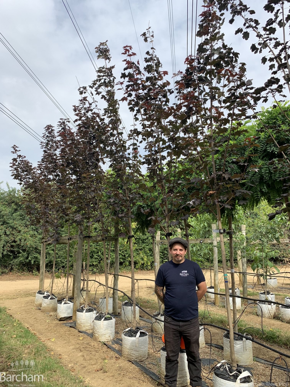 Acer platanoides Crimson King