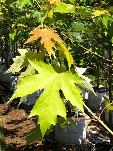 The foliage of  Acer x freemanii Autumn Fantasy